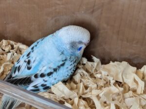 我が家のインコ